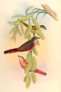 2 10 Rosy Pericrocotus