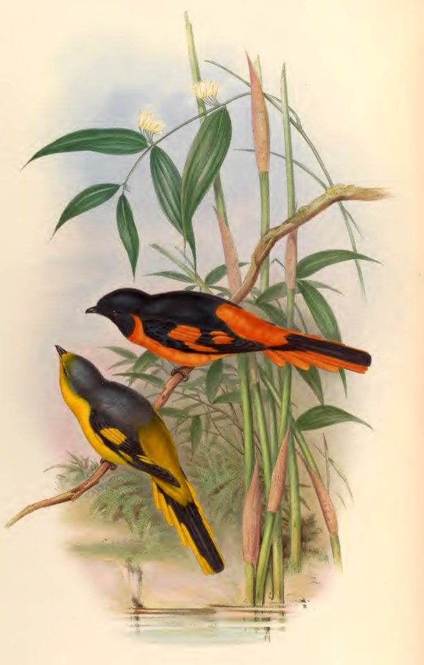 2 08 Orange Pericrocotus