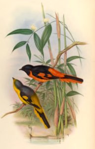 2 08 Orange Pericrocotus