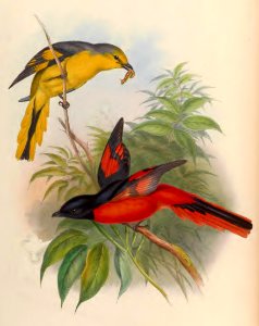 2 07 Great Pericrocotus