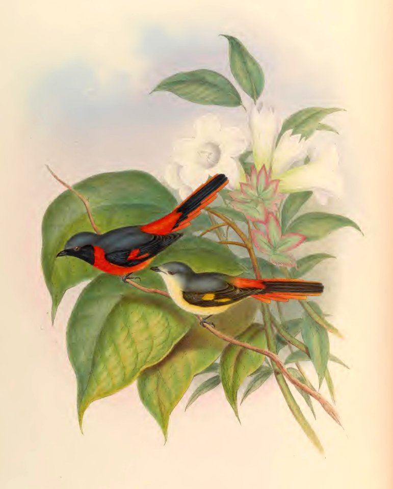 2 09 Little Pericrocotus