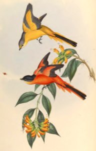 2 05 Yellow Throated Pericrocotus