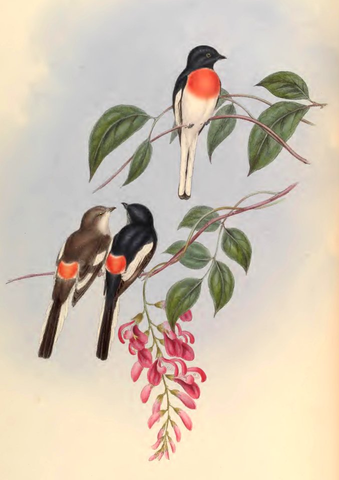 2 06 Cawnpore Pericrocotus