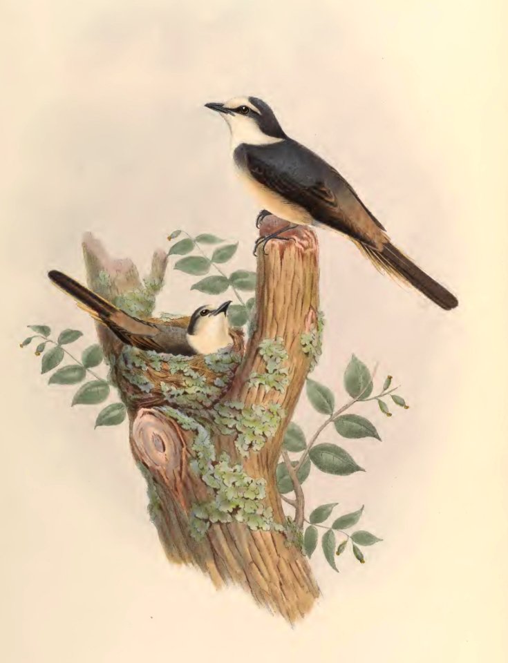 2 04 Canton Pericrocotus