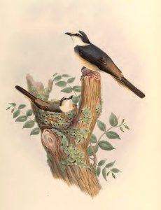 2 04 Canton Pericrocotus