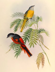 2 03 Grey Throated Pericrocotus