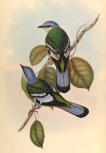 2 01 Green Cochoa