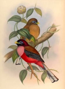 1 76 Rosy breated Trogon