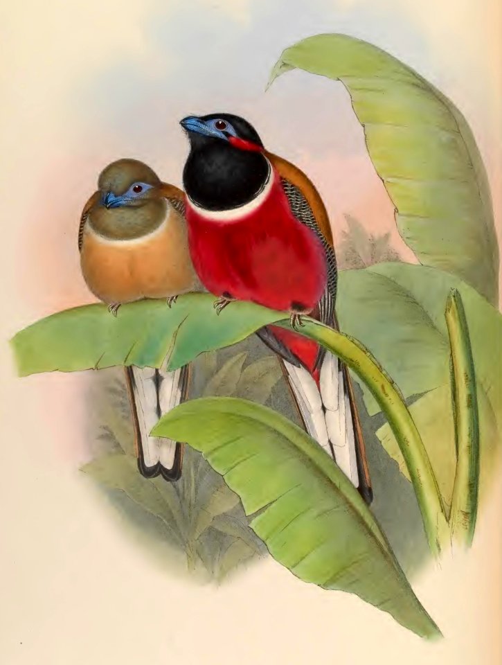 1 74 Kasumba Trogon
