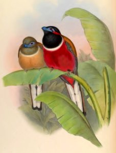 1 74 Kasumba Trogon