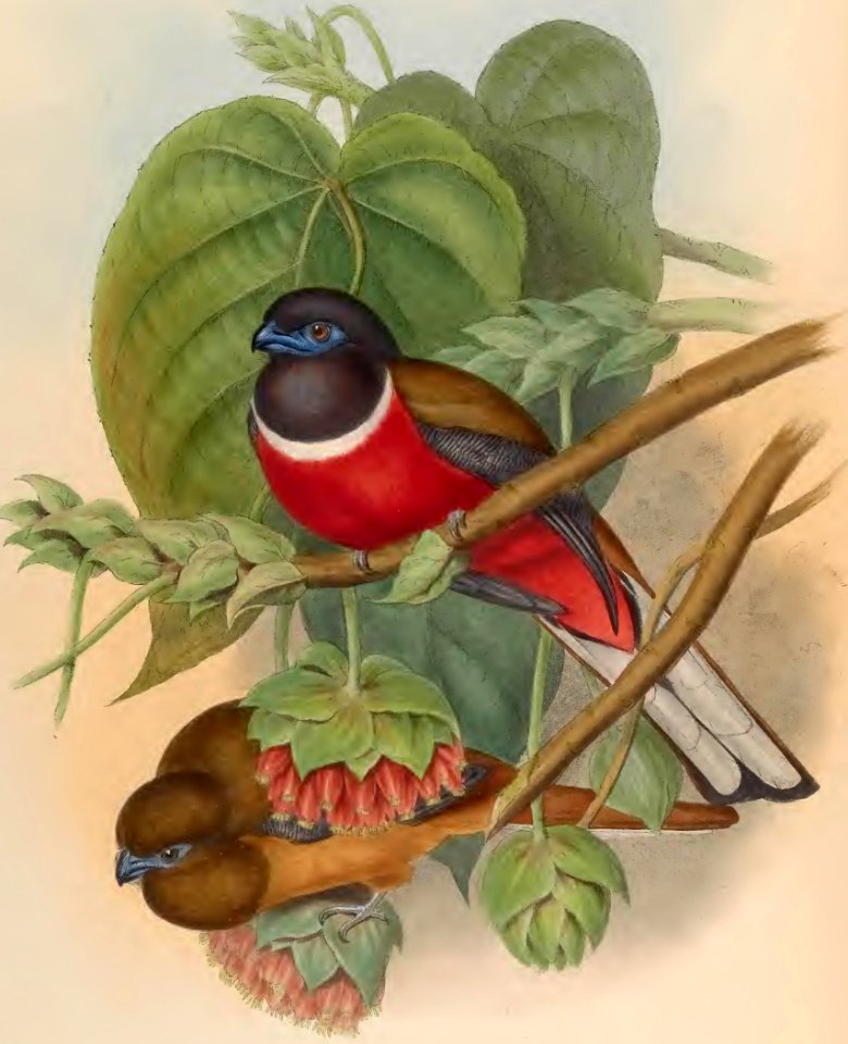 1 75 Faxciated Trogon