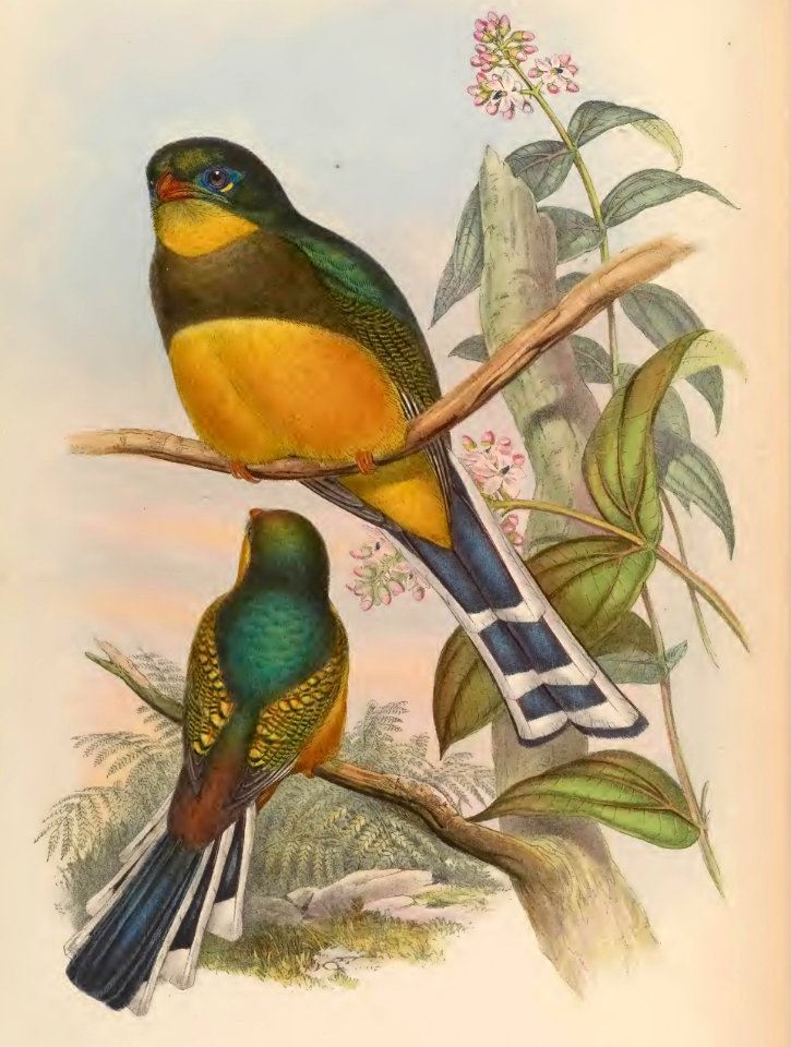 1 72 Reinwardts Trogon
