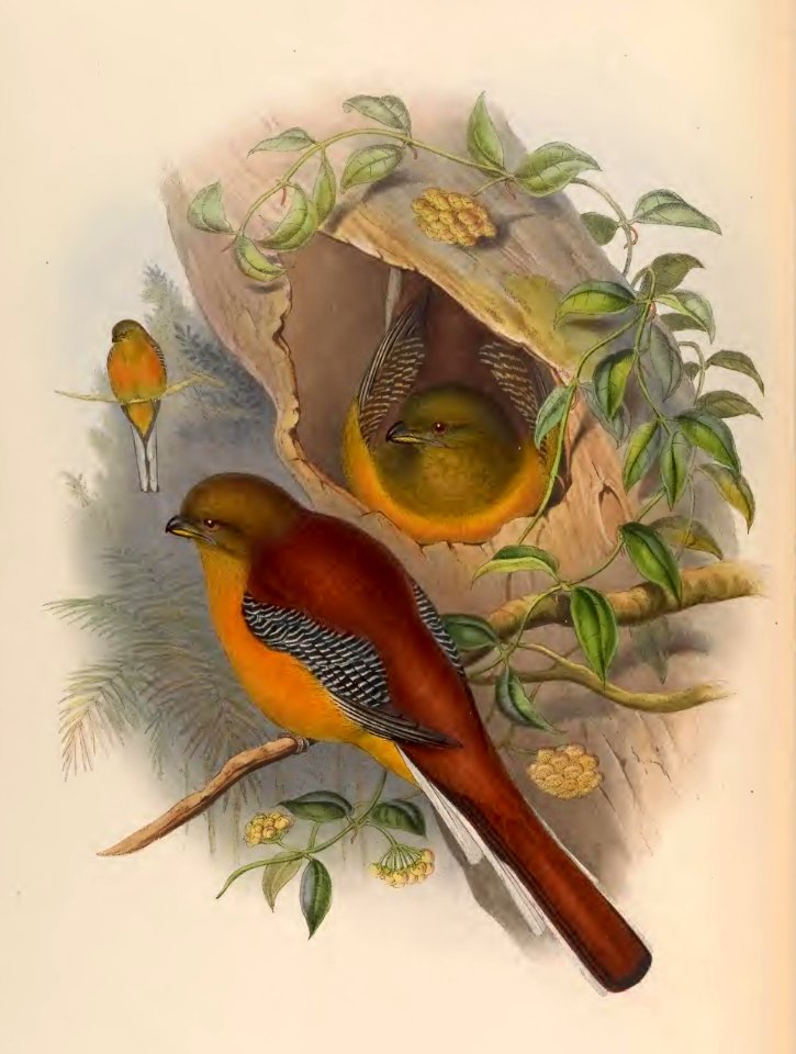 1 71 Mountain Trogon