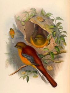 1 71 Mountain Trogon