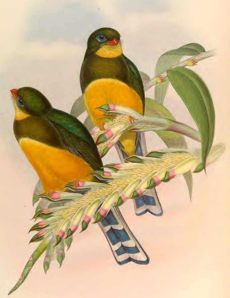1 73 Macklots Trogon