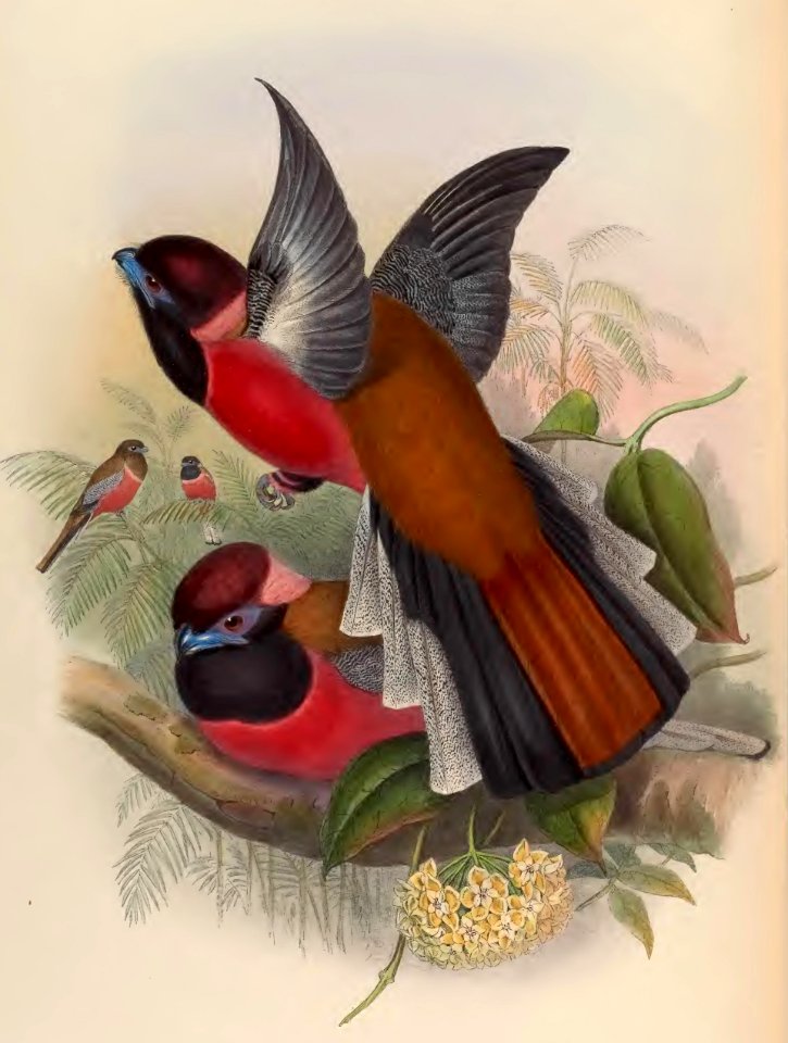 1 70 Diards Trogon