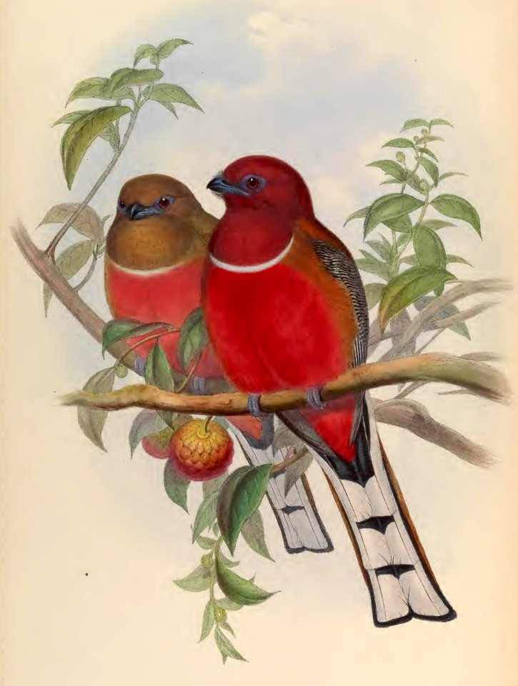 1 69 Hodgsons Trogon