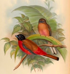 1 67 Duvaucels Trogon