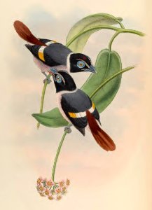 1 65 Steeres Broadbill