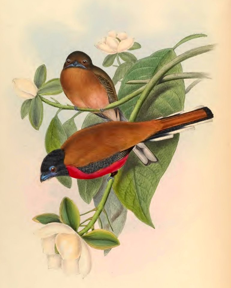 1 68 Malacca Trogon
