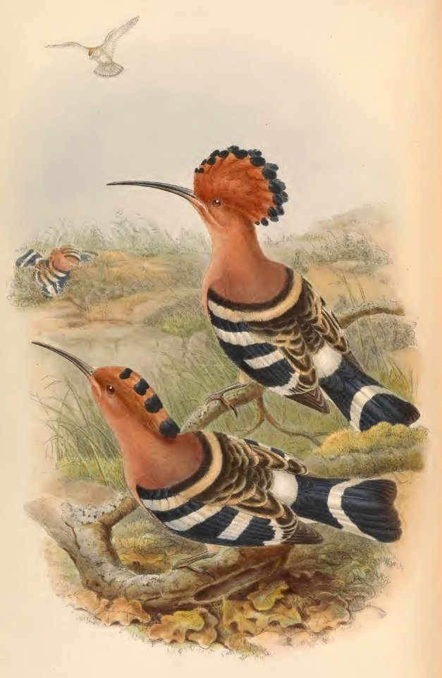 1 66 Indian Hoopoe