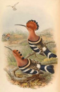 1 66 Indian Hoopoe