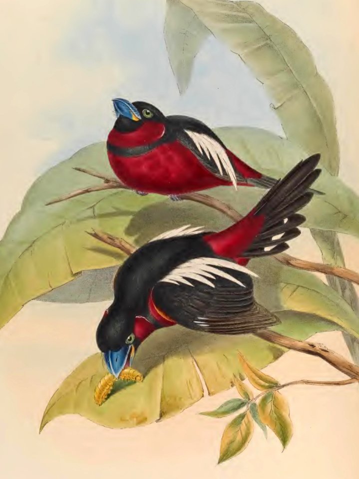 1 59 Great billed Eurylaime