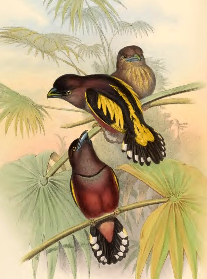 1 57 Javanese Eurylaime