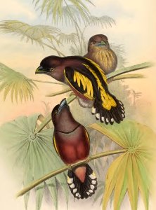 1 57 Javanese Eurylaime