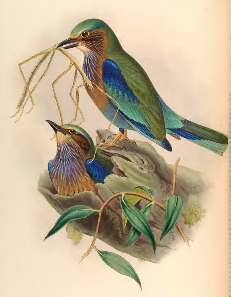 1 55 Burmese Roller