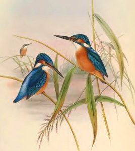 1 53 Indian Kingfisher