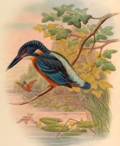 1 52 Great Alcedo