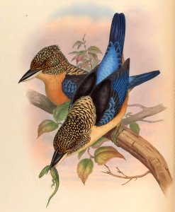 1 51 Mantled Kingfisher