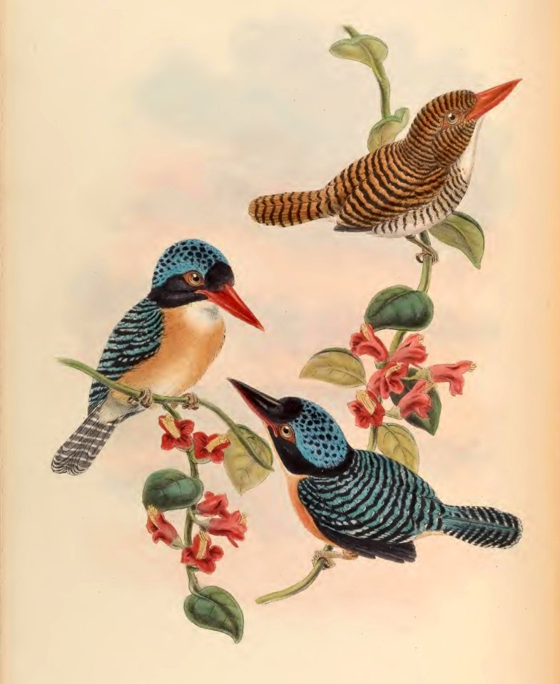 1 49 Black Faced Kingfisher