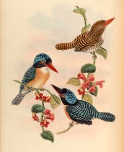 1 49 Black Faced Kingfisher