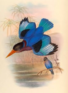1 47 Many Coloured Kingfisher