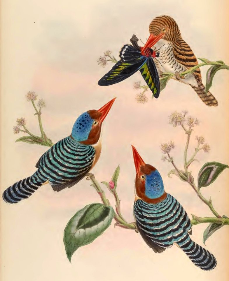1 48 Banded Kingfisher