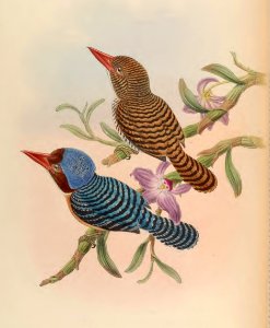 1 50 Tenasserim Kingfisher