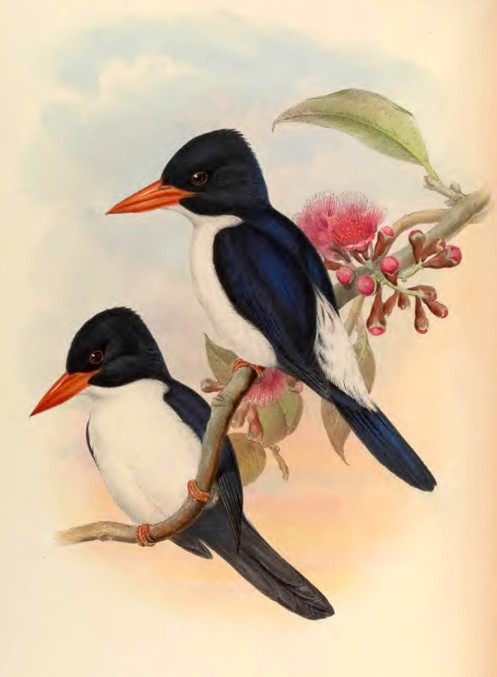 1 46 Blue and White Kingfisher
