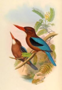 1 44 Manilla Kingfisher