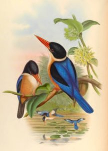 1 45 Black Capped Kingfisher