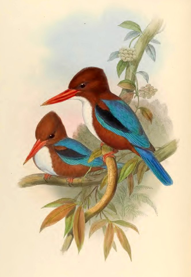 1 43 Indian Kingfisher