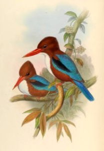 1 43 Indian Kingfisher