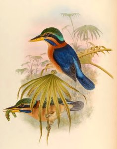 1 42 Sumatran Kingfisher