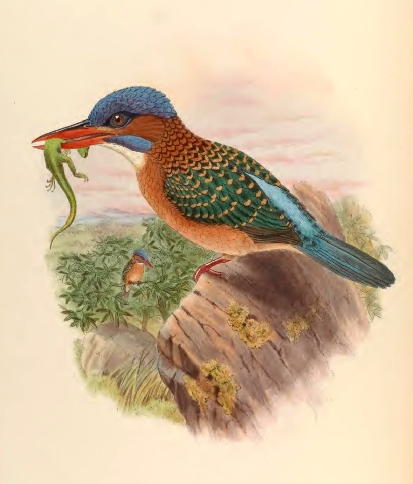 1 40 Hombrons Kingfisher