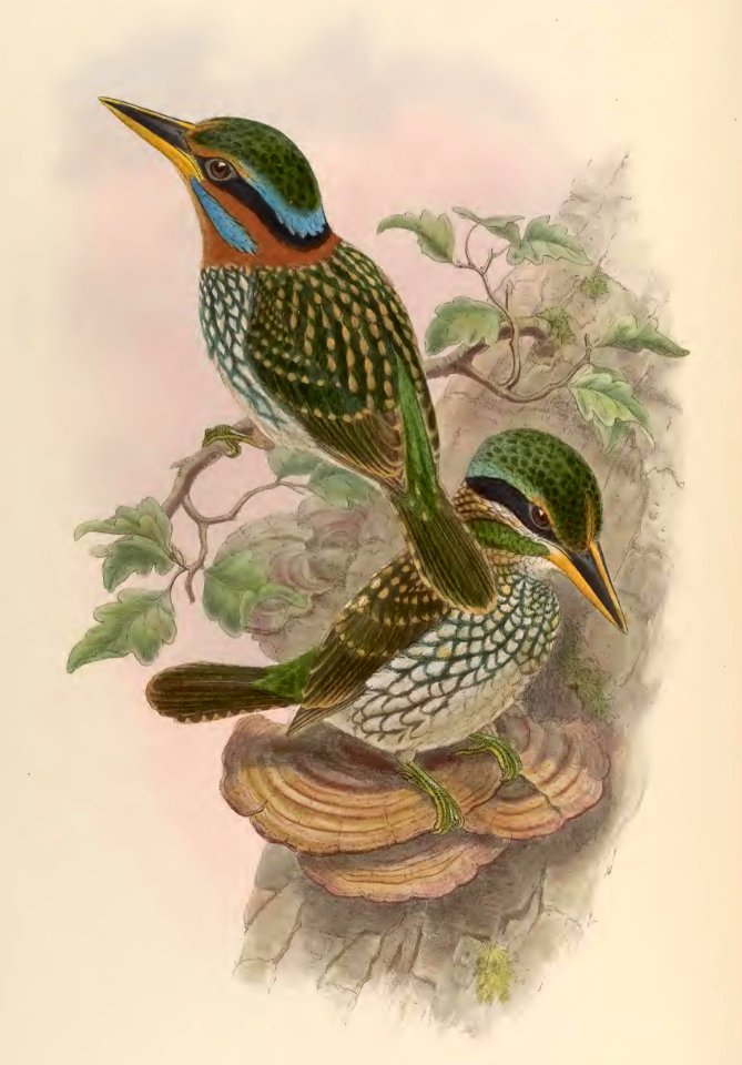 1 41 Lindsays Kingfisher