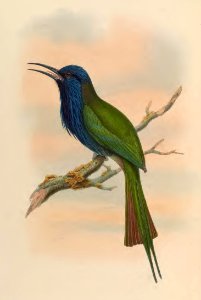 1 39 Forstens Bee Eater