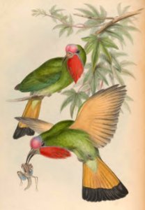 1 38 Red Throated Nyctiornis