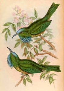 1 37 Blue Throated Nyctioris