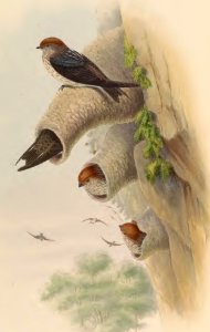 1 33 Indian Cliff Swallow